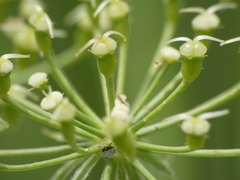 Laserpitium gallicum