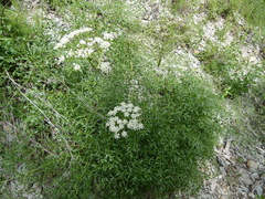 Laserpitium gallicum