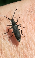 Cantharis tristis