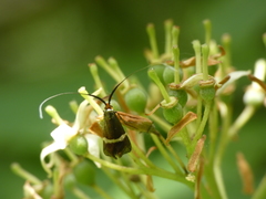 Adela australis