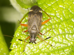 Closterotomus biclavatus