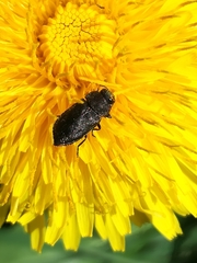 Anthaxia quadripunctata