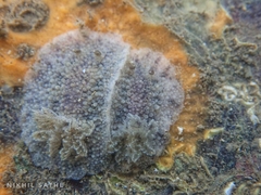 Carminodoris