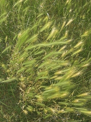 Hordeum murinum