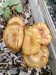 Fungi