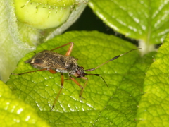 Closterotomus biclavatus