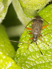 Closterotomus biclavatus