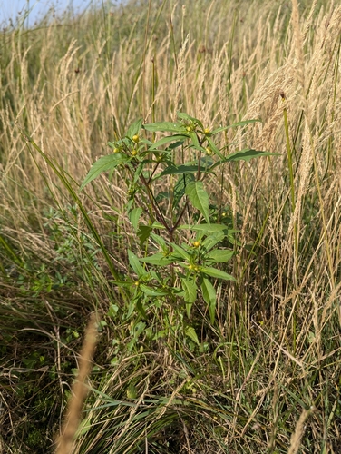 Image of Bidens heterodoxa by no rights reserved