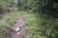 Helichrysum hypoleucum