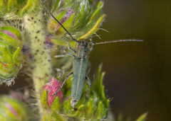 Phytoecia caerulescens