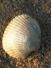 Anadara natalensis