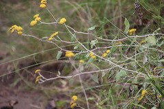 Helichrysum hypoleucum