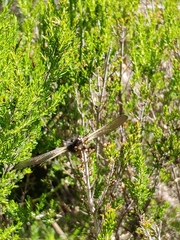 Libelloides hispanicus