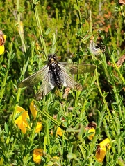 Libelloides hispanicus