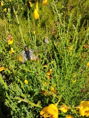 Libelloides hispanicus