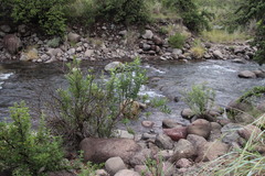 Bowkeria verticillata