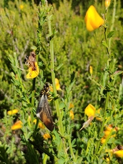 Libelloides hispanicus