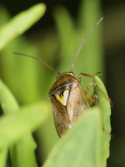 Lygus gemellatus