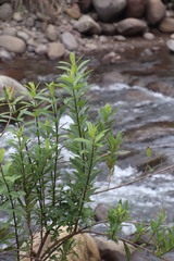 Bowkeria verticillata
