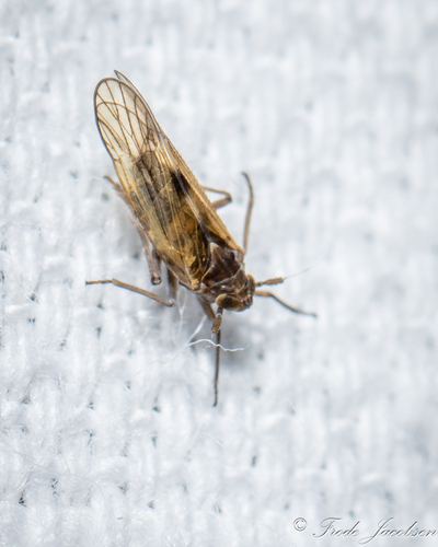 Nilaparvata wolcotti, 2024-08-11