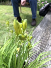 Hemerocallis lilioasphodelus