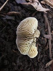 Trametes vespacea