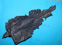 Callorhinchus milii