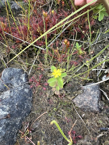 Northern St. Johnswort (Hypericum boreale)