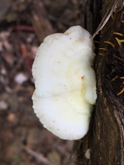 Trametes vespacea