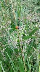 Coccinella septempunctata