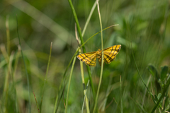Idaea aureolaria