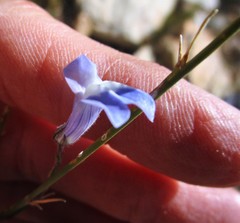 Lobelia linearis