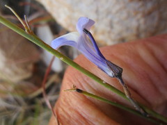 Lobelia linearis