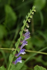 Scutellaria altissima