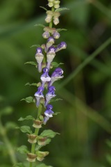 Scutellaria altissima