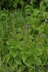 Scutellaria altissima