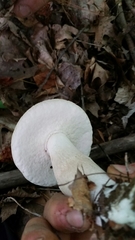 Boletus atkinsonii