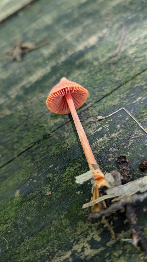 Entoloma quadratum · August 2024 · photo: © atsushi_nakajima_cirque (iNaturalist, cc-by)