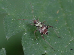 Rhabdomiris striatellus