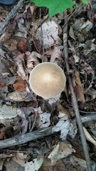Boletus atkinsonii