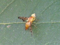 Trypetinae