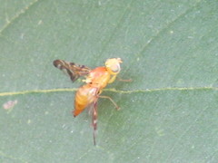 Trypetinae