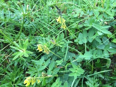 Astragalus umbellatus