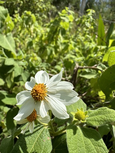 Montanoa ovalifolia, photograph 1