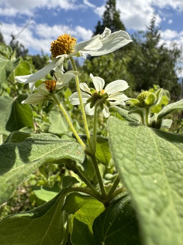 Montanoa ovalifolia, photograph 2