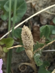 Phleum arenarium
