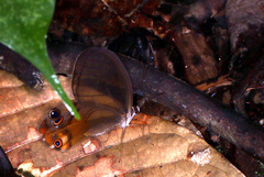Haetera piera