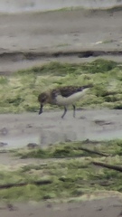 Calidris pygmaea