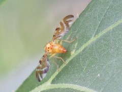 Trypetinae