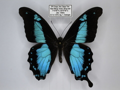Papilio charopus montuosus